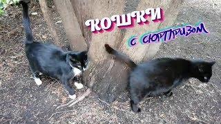 ЯРКАЯ ЖИЗНЬ УЛИЧНЫХ КОТОВ. УЛИЧНАЯ КОШКА РОДИЛА КОТЯТ.ИСТОРИИ ПРО ЖИВОТНЫХ..