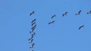 Storks Flying South