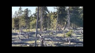 Grizzly bear eating something in Yellowstone National Park 5/5/21