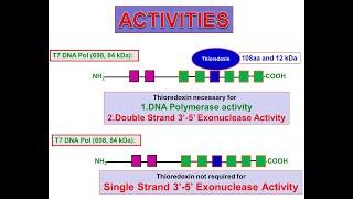 T7 DNA Polymerase Intro@Dr.K.Prem-Primer