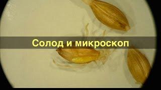 Солод и микроскоп