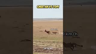 cheetah speed vs topi #trending #animals #wildlife #cheetah #topi #youtubeshorts #youtube #shorts