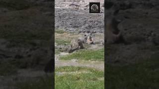 Warthog vs Crocodile: Muddy Battle for Survival