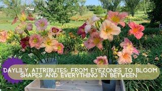 Daylily Attributes: From Eyezones to Bloom Shapes | Oakes Daylilies