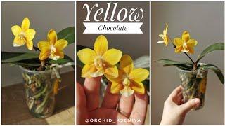 Орхидея Желтый Шоколад - phal. KS Balm "Yellow Chocilate". Первое цветение азиатского фаленопсиса