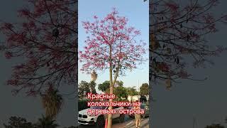 Чужеса света #чудо  ##дерево #цветы