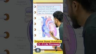 Diagram Based Questions Ch -5 Life Processes ||Class 10 Science ||Biology Class 10||#class10science