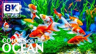Ocean Bliss 8K (ULTRA HD)  Discover the Harmony of the Undersea World - Stress Relief Video