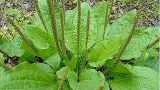 foraging wild edibles, wild edible plants around our yard #weeds