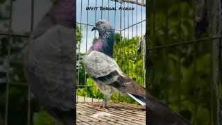 sabuj pigeon #original #highflyer #sabuj #kabootar #wafadar #kabootar