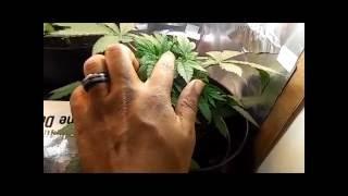 Poor Man's Cannabis Grow How I Water my plants