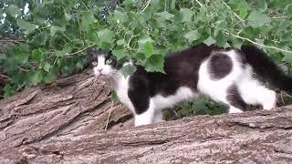 Our Cats #64 - Short Clip - Brave Tree Jump by Pasha the Cat