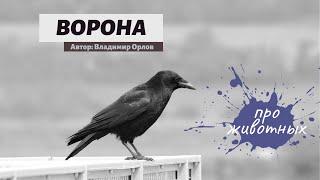 Стих Ворона Автор: Владимир Орлов