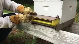 How To Collect Bee Pollen