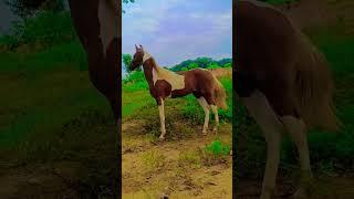 #viralvideo #horselover #trending #song #neelkamalsingh #viral RPA 