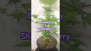 Blueberry x Shishkaberry #ProjectPakaberry