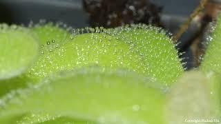 Sticky Traps of Carnivorous Plants