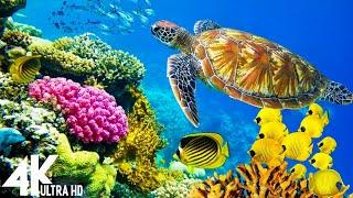 3 HOURS of 4K Underwater Wonders + Relaxing Music - Coral Reefs & Colorful Sea Life in UHD