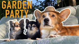 GARDEN MISSION! - Topi the Corgi