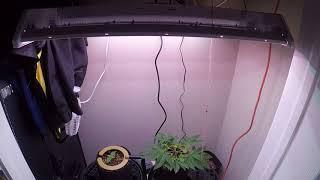 Cultivate Tech's Growtech 160 Seed-To-Harvest Grow Series (2/28/2018)