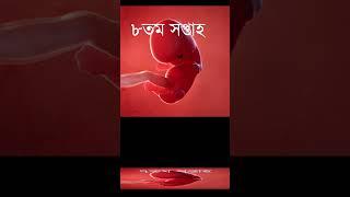 গর্ভাবস্থার প্রথম তিন মাস বাচ্চা কিভাবে বেড়ে উঠে ।#shorts