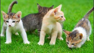 Meowing Kittens Play with Baby Dogs, Fluffy Rabbits, Little Cows & Mice – Heartwarming Fun!