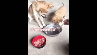 中华田园犬的边界感都是刻在骨子里的#狗狗 #狗狗的心思都写在脸上了 #治愈系 #中华田园犬 #画一个故事 （视频素材源自于@吕锅锅 ）