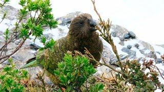 Kea Killed in 1080 Poison Drops