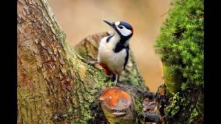 Vogelkijkhut De Biezen