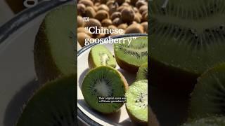 Australian kiwi farmer wraps up a fruitful season | ABC NEWS