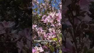 Кипр в марте -апреле , самый красивые и опьяняющий ароматами.