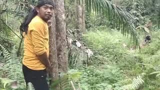 NGEWE DIHUTAN RIMBUN GANCET