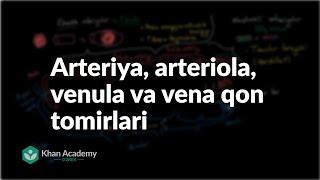 Arteriya, arteriola, venula va vena qon tomirlari | Qon aylanish tizimi | Tibbiyot