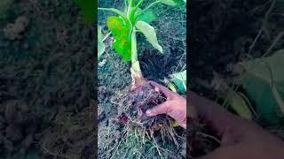 #taro  #Gianttaro #kochu #arbi #short #shoets #shortfeed #vegetable #agriculture 1 October 2024