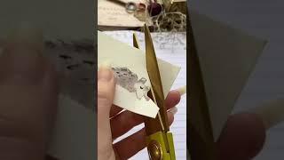 ASMR Daily Journal  Plant Lady Border Aesthetic #scrapbooking #relaxing #diary