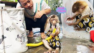 Monkey Lyly was confused about what to do when she saw the broken swimming pool.