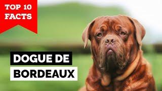 Dogue de Bordeaux - Top 10 Facts