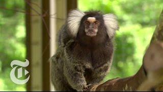 Marmoset See, Marmoset Do | ScienceTake | The New York Times