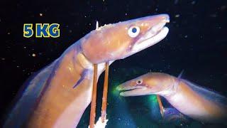 Diving for Giant Electric Eels : Massive grouper catch surprises divers.