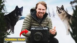 I Left $100K in Cameras on a Wolf Kill. Here's What They Captured.