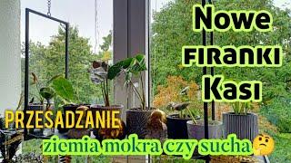 Nowe firanki KasiPrzesadzanie - lepiej mokra czy sucha ziemiaznowu niespodzianki