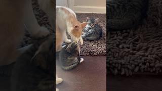 Kitten play #cutekittenvideos #funnyanimalsvideos #shorts