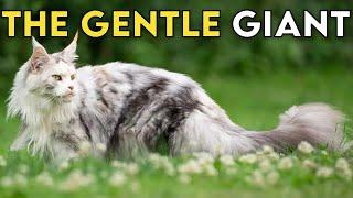 Maine Coon 101 - Learn ALL About Them!