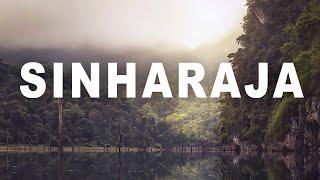 Sinharaja Rain Forest | Sri Lanka | The Destination