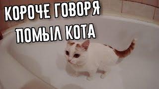 КОРОЧЕ ГОВОРЯ, ПОМЫЛ КОТА