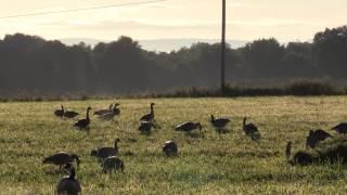 Pa Goose 2016 opening day