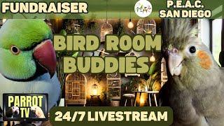 Bird Room Buddies | Keep Your Parrot Happy with Bird Room Parrot Sounds | Bird Room Vibes️