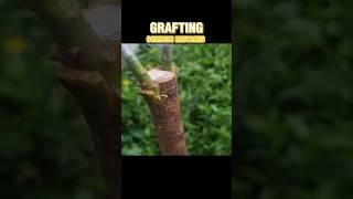 Grafting tree Common Mistakes#fruit