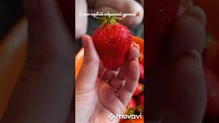 Сорт Альба и Клери, первый урожай