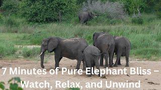 7 Minutes of Pure Elephant Bliss – Watch, Relax, and Unwind